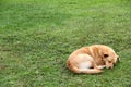 Stray dog Ã¢â¬â¹Ã¢â¬â¹asleep in the grass with cold and hunger as a social problem due to abandonment, fleas and rabies Royalty Free Stock Photo